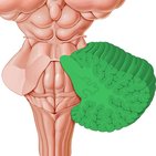 Cerebellar ataxia