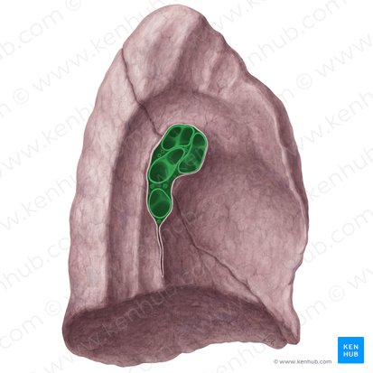 Hilum of left lung (Hilum pulmonis sinistri); Image: Yousun Koh