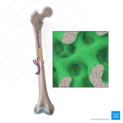 Endosteum; Image: Paul Kim