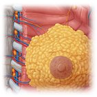 Blood vessels of female breast