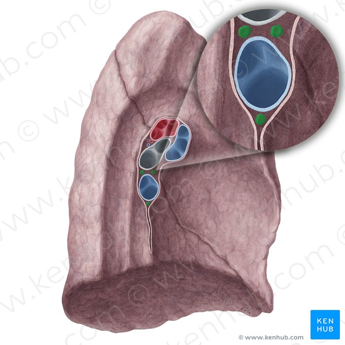 Bronchopulmonary lymph nodes of left lung (Nodi lymphoidei bronchopulmonales pulmonis sinistri); Image: Yousun Koh