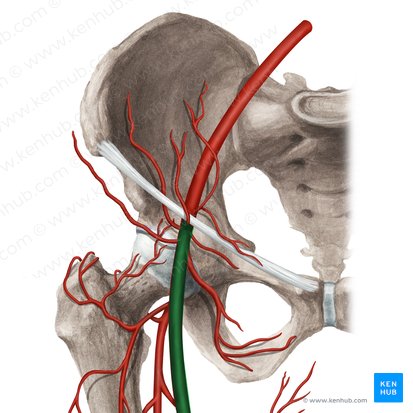 Arteria femoralis (Oberschenkelarterie); Bild: Rebecca Betts