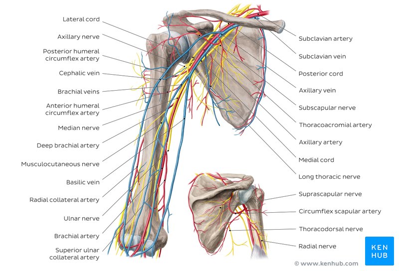 Major arteries, veins and nerves of the body: Anatomy | Kenhub
