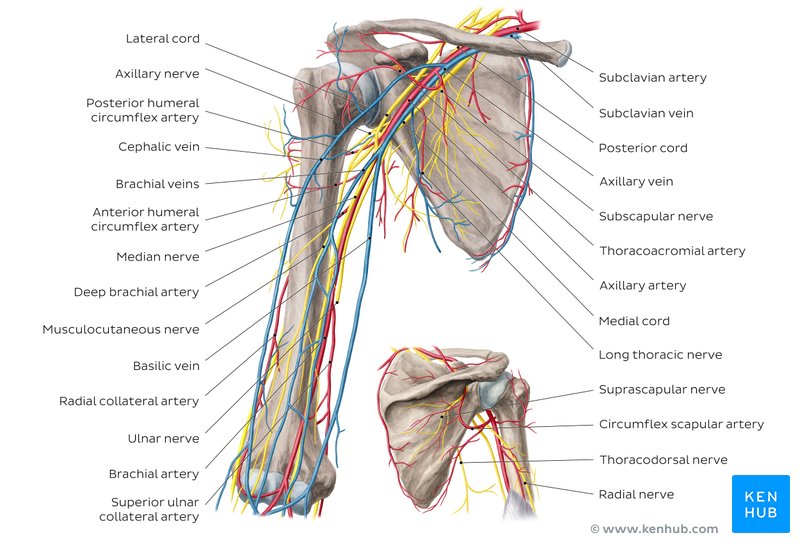Arteries, veins and nerves of the arm - a diagram.