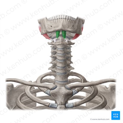 Vientre anterior del músculo digástrico (Venter anterior musculi digastrici); Imagen: Yousun Koh