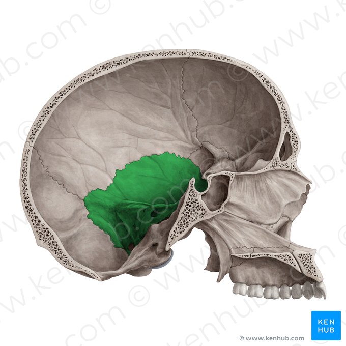 Temporal bone (Os temporale); Image: Yousun Koh