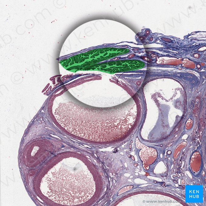 Fimbrias de la tuba uterina (Fimbriae tubae uterinae); Imagen: 