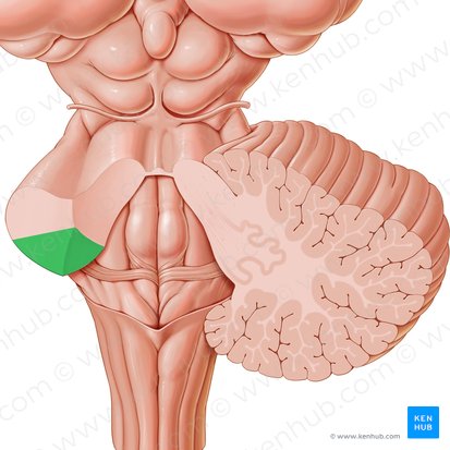 Inferior cerebellar peduncle (Pedunculus cerebellaris inferior); Image: Paul Kim