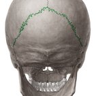 Sutures of the skull