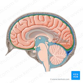 Cerebral subarachnoid space (Spatium subarachnoidale cerebrale); Image: Paul Kim