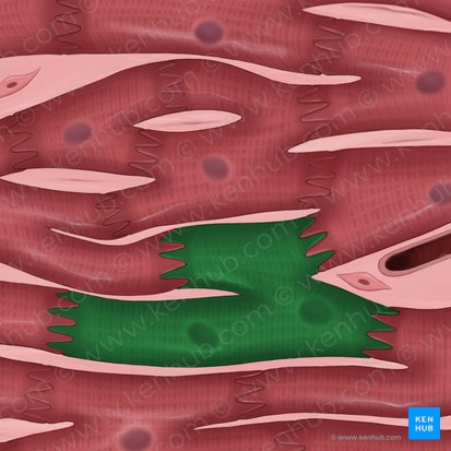 Cardiomiocito (Cardiomyocytus); Imagen: Tal Bavli Ziv