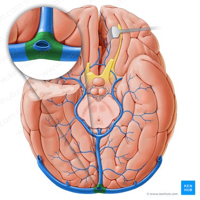 Confluence of sinuses (Confluens sinuum); Image: Paul Kim