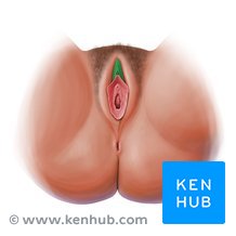 cut clitoris 女性器切除/切断(FGM/C)/インフォグラフィック/エレメントの分類」のベクター画像素材（ロイヤリティフリー） 653746111 |  Shutterstock
