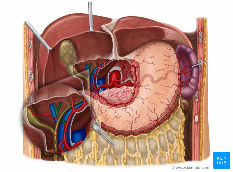 Right hepatic artery (Arteria hepatica dextra)