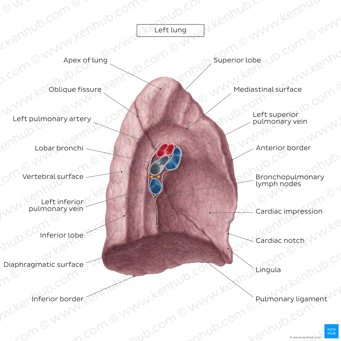 Overview of the medial surface of the left lung