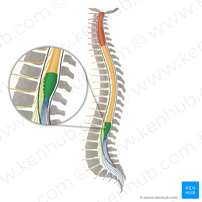 Lumbosacral enlargement (Intumescentia lumbosacralis); Image: Irina Münstermann