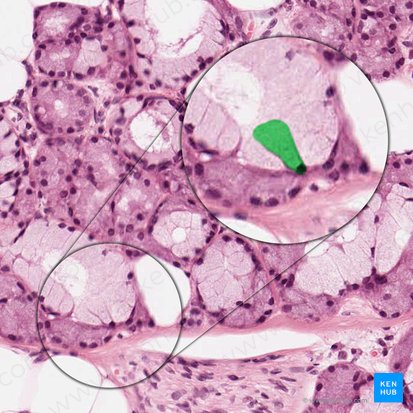 Mucous acinar cell (Mucocytus); Image: 