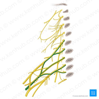 Nervio radial (Nervus radialis); Imagen: Begoña Rodriguez