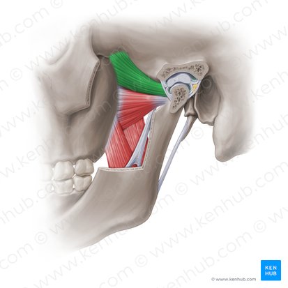 Superior head of lateral pterygoid muscle (Caput superius musculi pterygoidei lateralis); Image: Paul Kim