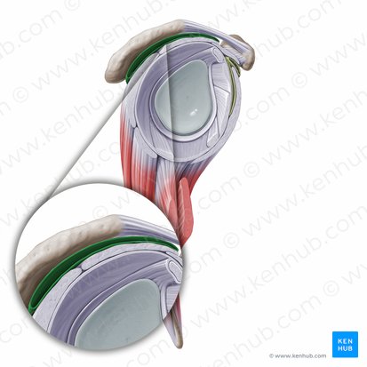 Subdeltoid & subacromial bursae (Bursa subdeltoidea & Bursa subacromialis); Image: Paul Kim