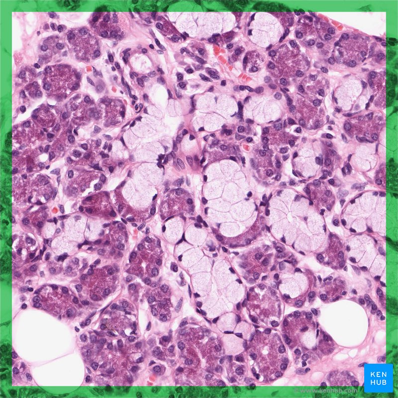 Mixed seromucous glands - histological slide