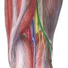 Common fibular (peroneal) nerve