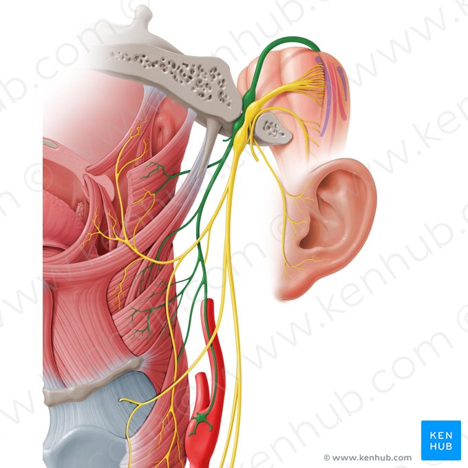 Glossopharyngeal nerve (Nervus glossopharyngeus); Image: Paul Kim