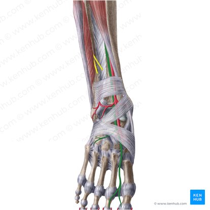 Nervio fibular profundo (Nervus fibularis profundus); Imagen: Liene Znotina