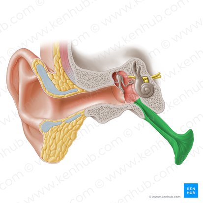 Auditory tube (Tuba auditiva); Image: Paul Kim