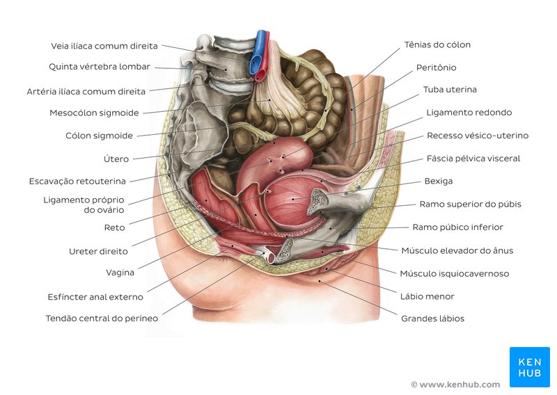 Anatomia da pelve feminina - um diagrama
