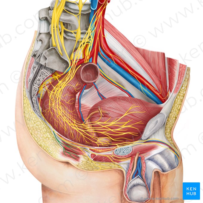Inferior anal nerve (Nervus analis inferior); Image: Irina Münstermann