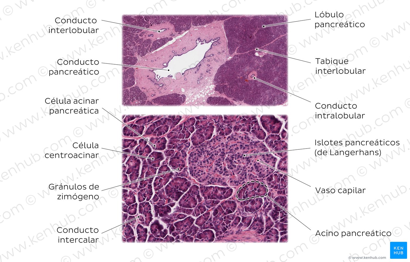 Histología Del Páncreas Partes Exocrinas Y Endocrinas Kenhub