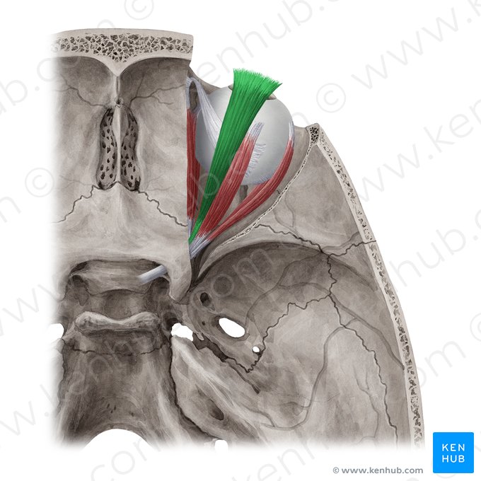 Levator palpebrae superioris muscle (Musculus levator palpebrae superioris); Image: Yousun Koh