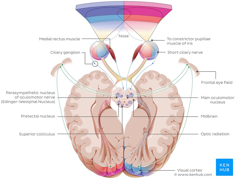 Optic nerve pathway - cranial view