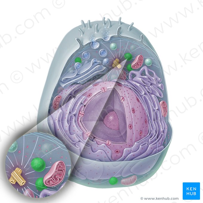 Peroxisome (Peroxysoma); Image: Paul Kim