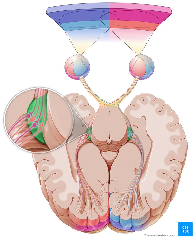 Lateral geniculate nucleus - cranial view