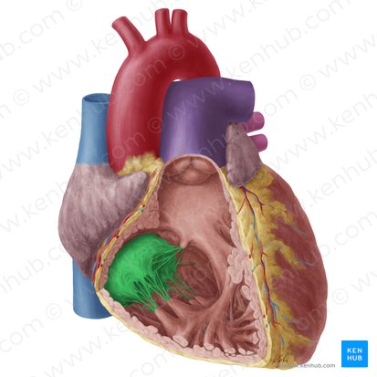 Right atrioventricular valve (Valva atrioventricularis dextra); Image: Yousun Koh