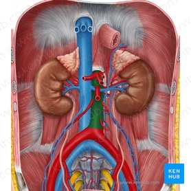 Label the branches of the abdominal aorta