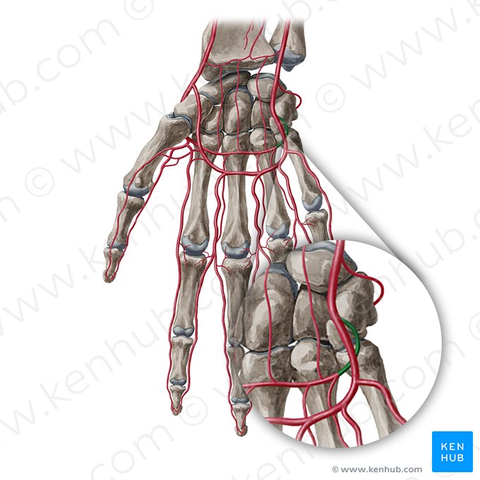 Rama palmar profunda de la arteria ulnar (Ramus palmaris profundus arteriae ulnaris); Imagen: Yousun Koh