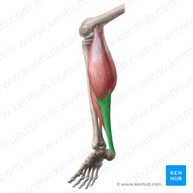 Calcaneal tendon (Tendo calcaneus); Image: Liene Znotina