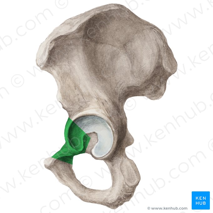 Ramus superior ossis pubis (Oberer Ast des Schambeins); Bild: Liene Znotina