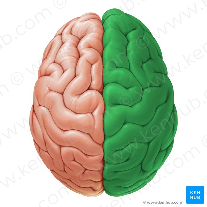 Right cerebral hemisphere (Hemisphaerium dextrum cerebri); Image: Paul Kim