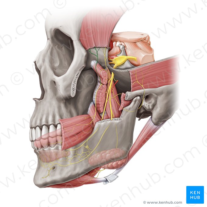 Nervo temporal profundo anterior (Nervus temporalis profundus anterior); Imagem: Paul Kim