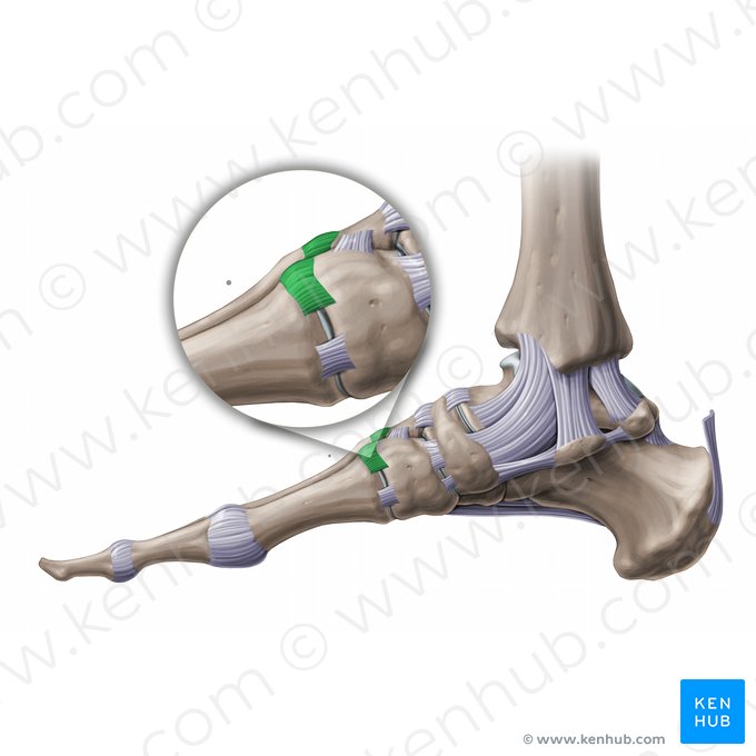Ligamentos tarsometatarsais dorsais (Ligamenta tarsometatarsea dorsalia); Imagem: Paul Kim