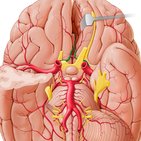 Anterior cerebral artery