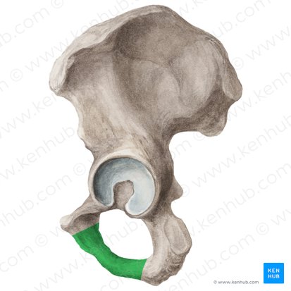 Ischiopubic ramus of hip bone (Ramus ischiopubicus ossis coxae); Image: Liene Znotina