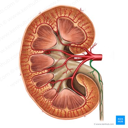 Ramo uretérico da artéria renal (Ramus uretericus arteriae renalis); Imagem: Irina Münstermann