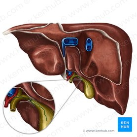 Cystic artery Anatomy, branches, supply Kenhub