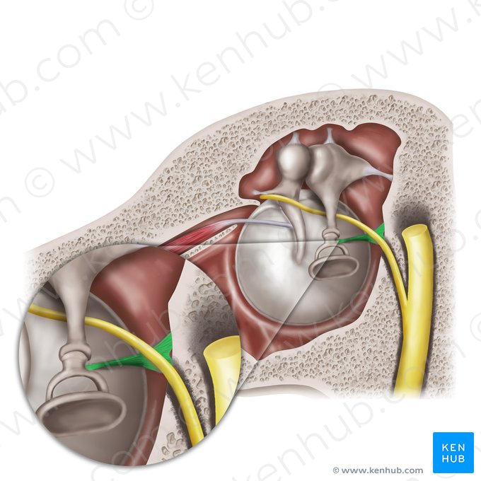 Stapedius muscle (Musculus stapedius); Image: Mao Miyamoto