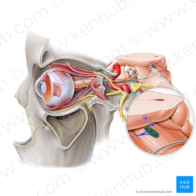 Nucleus of oculomotor nerve (Nucleus nervi oculomotorii); Image: Paul Kim